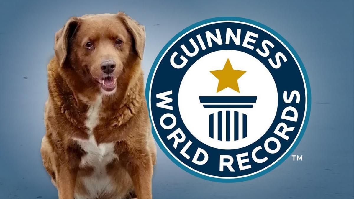 Quitan título a Bobi, como perro más longevo del mundo