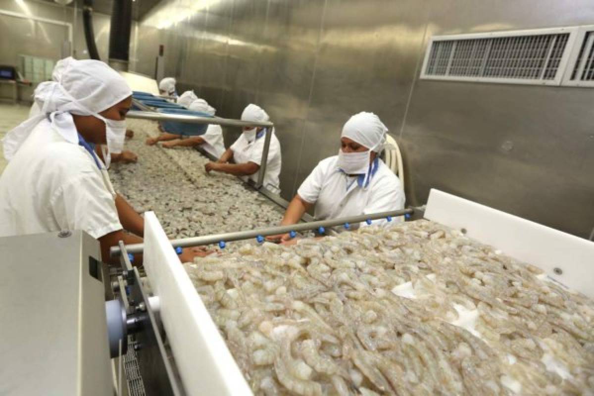 Honduras presentará queja formal ante México por cierre de mercado a camarón