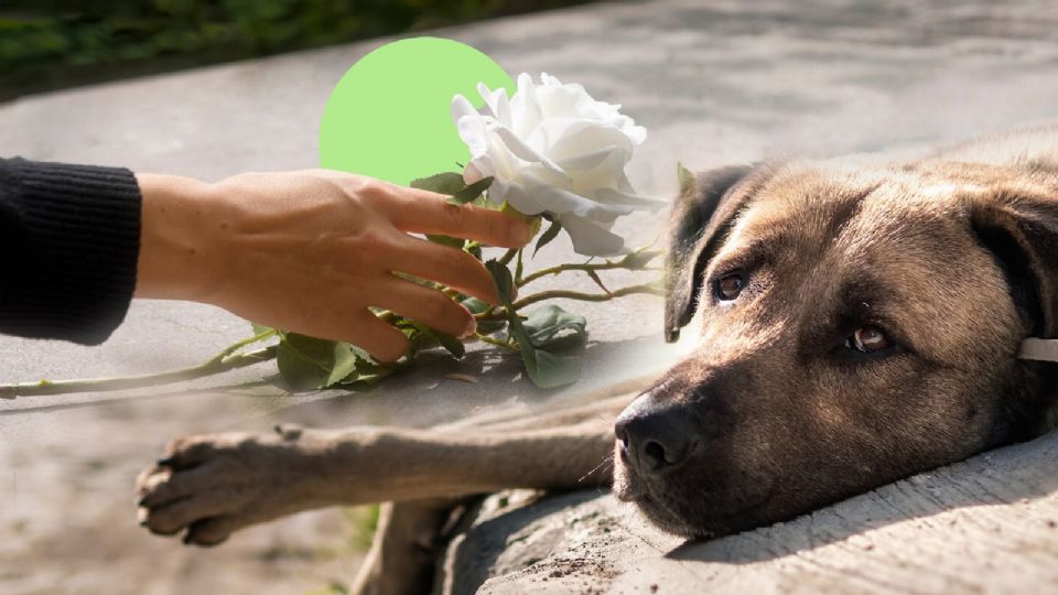 Harvard le preguntó a una experta si los perros extrañan a sus dueños cuando mueren: esto dijo