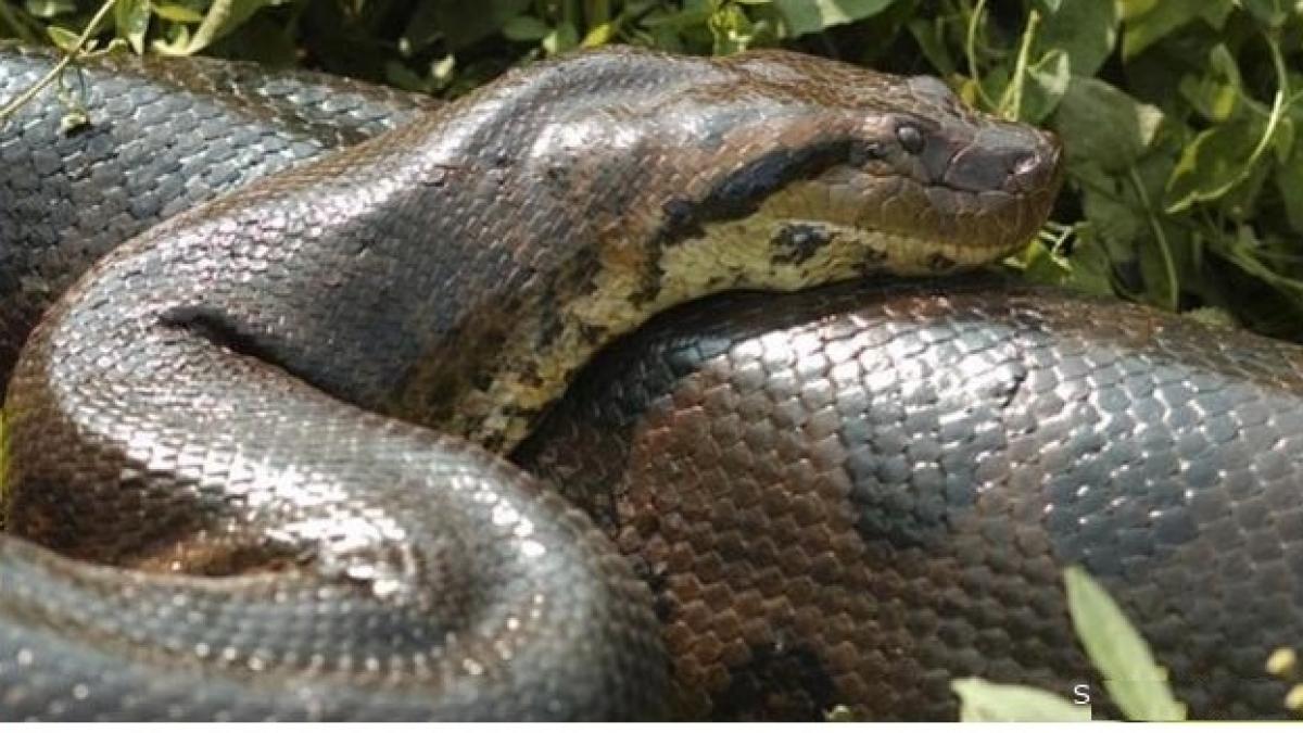 Descubrieron una nueva anaconda verde en el Amazonas: la serpiente gigante pesa 200 kilogramos