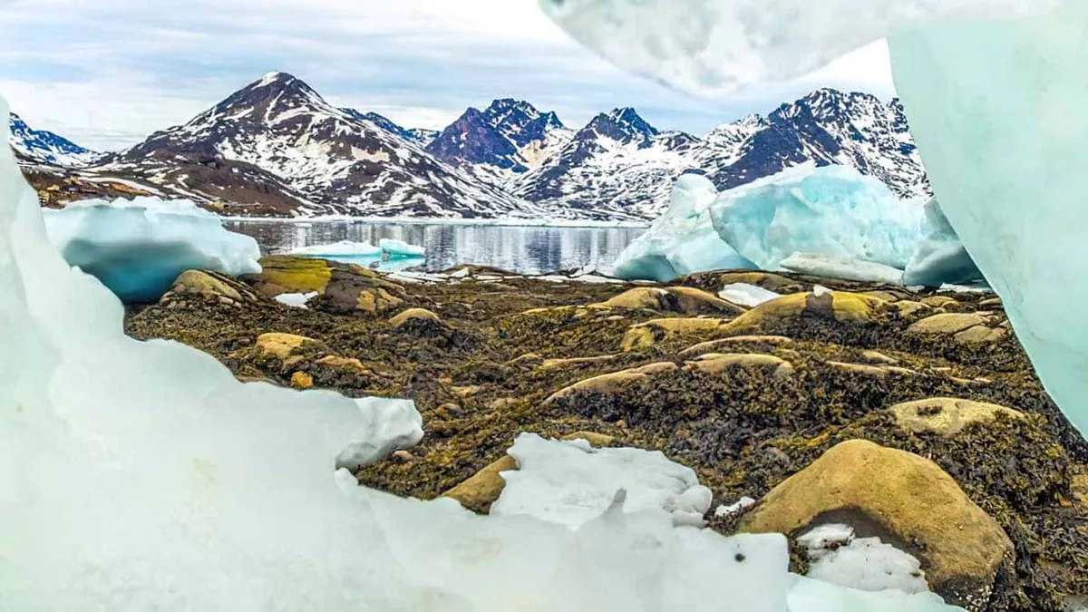 Groenlandia se derrite y activa el alerta mundial: por qué la vegetación se volvió peligrosa