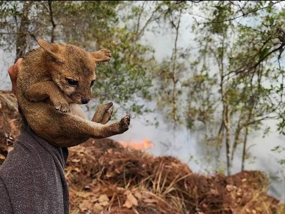 Coyote bebé es rescatado en bosque incendiado de La Tigra