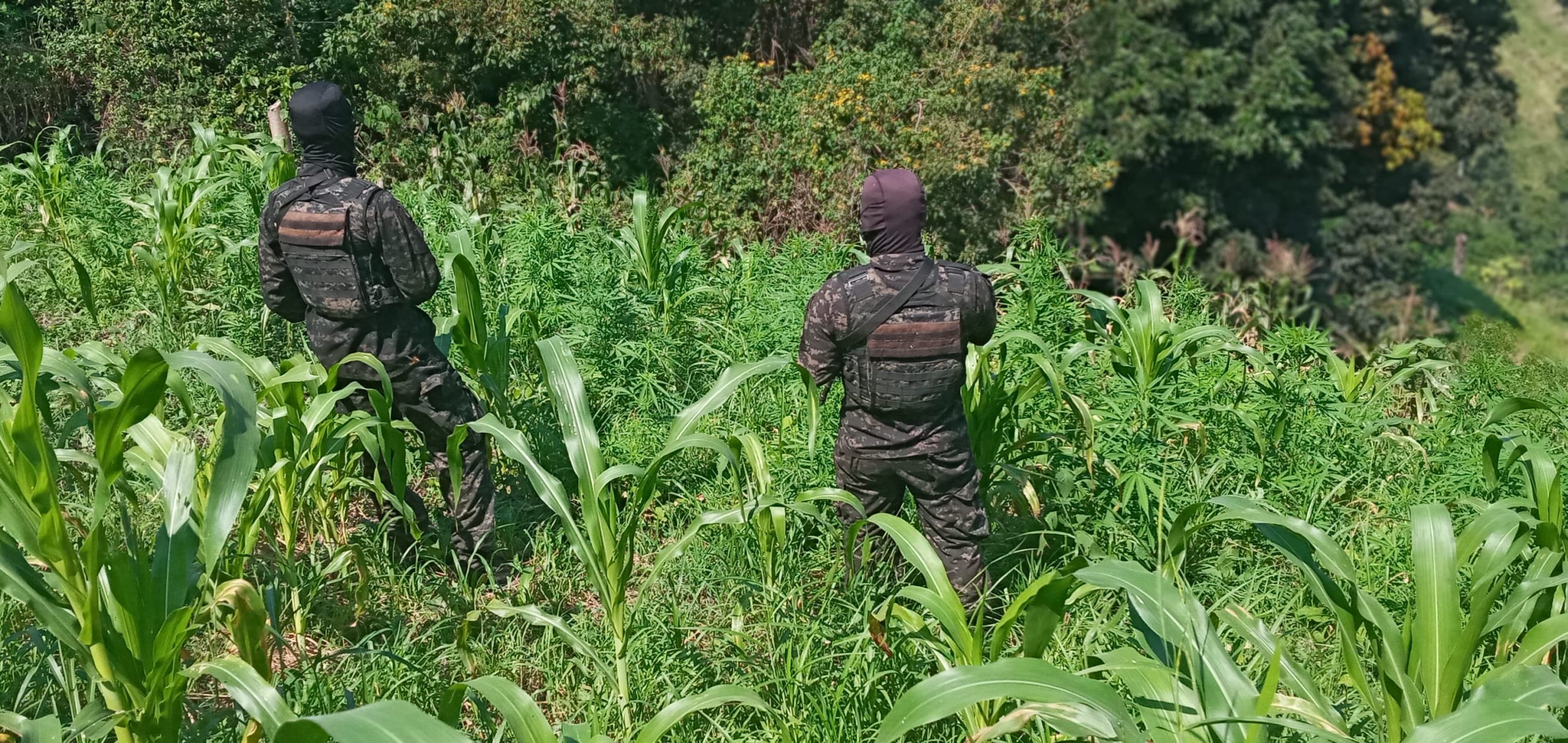 Autoridades hondureñas aseguran 22 mil plantas de marihuana en Tocoa, Colón