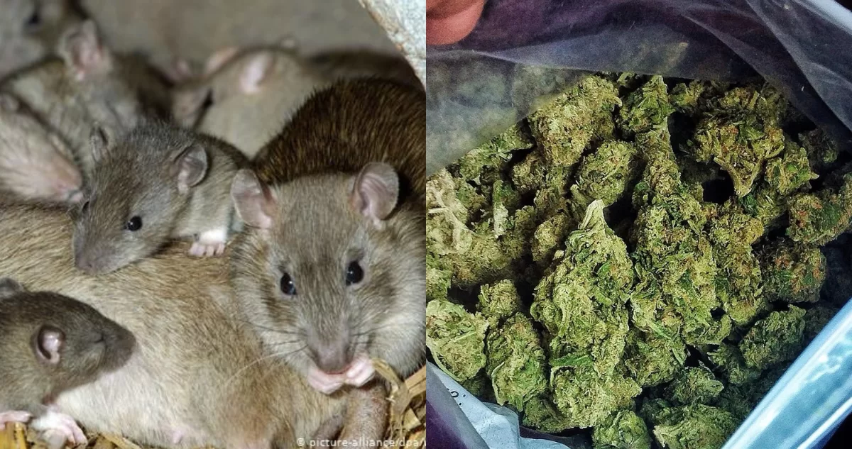 Una plaga de ratas está devorándose la marihuana incautada en la sede policial de Nueva Orleans