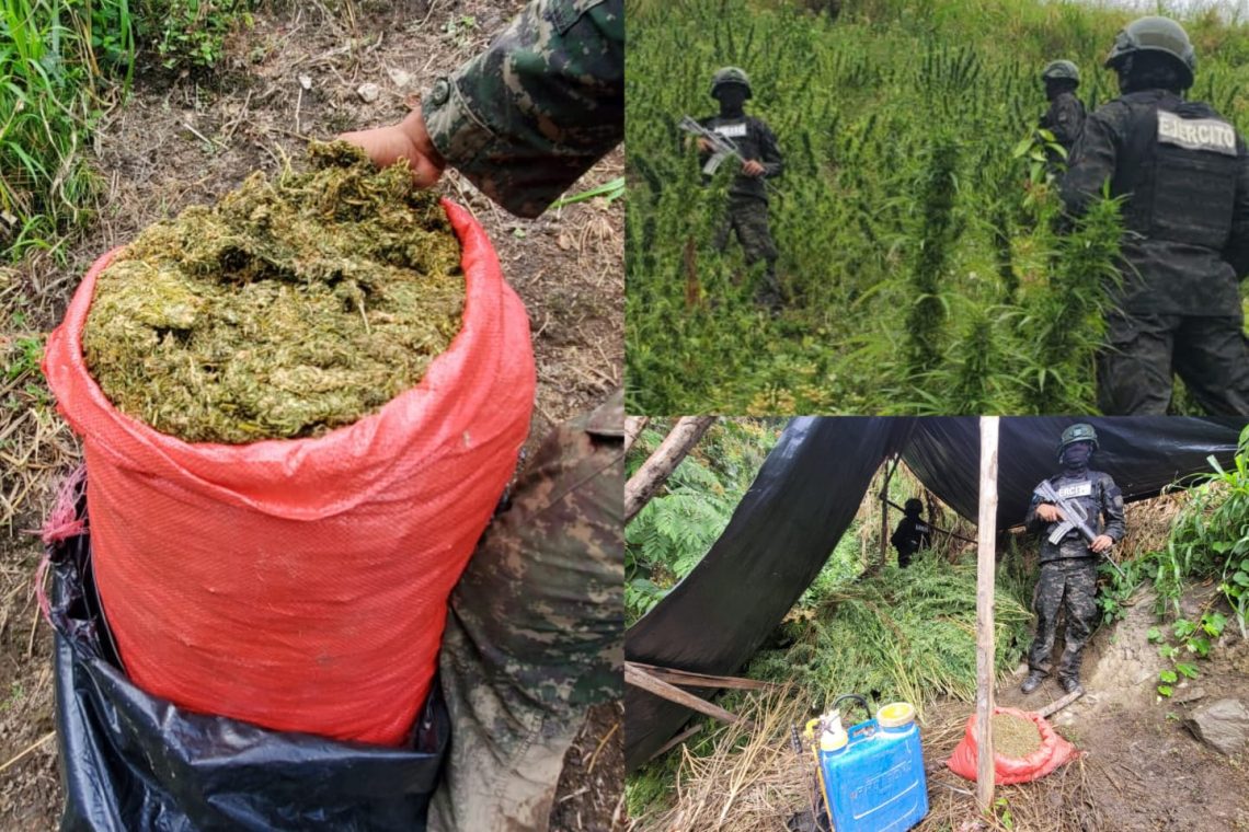 Localizan y aseguran plantación de marihuana y narcolaboratorio en Tocoa, Colón