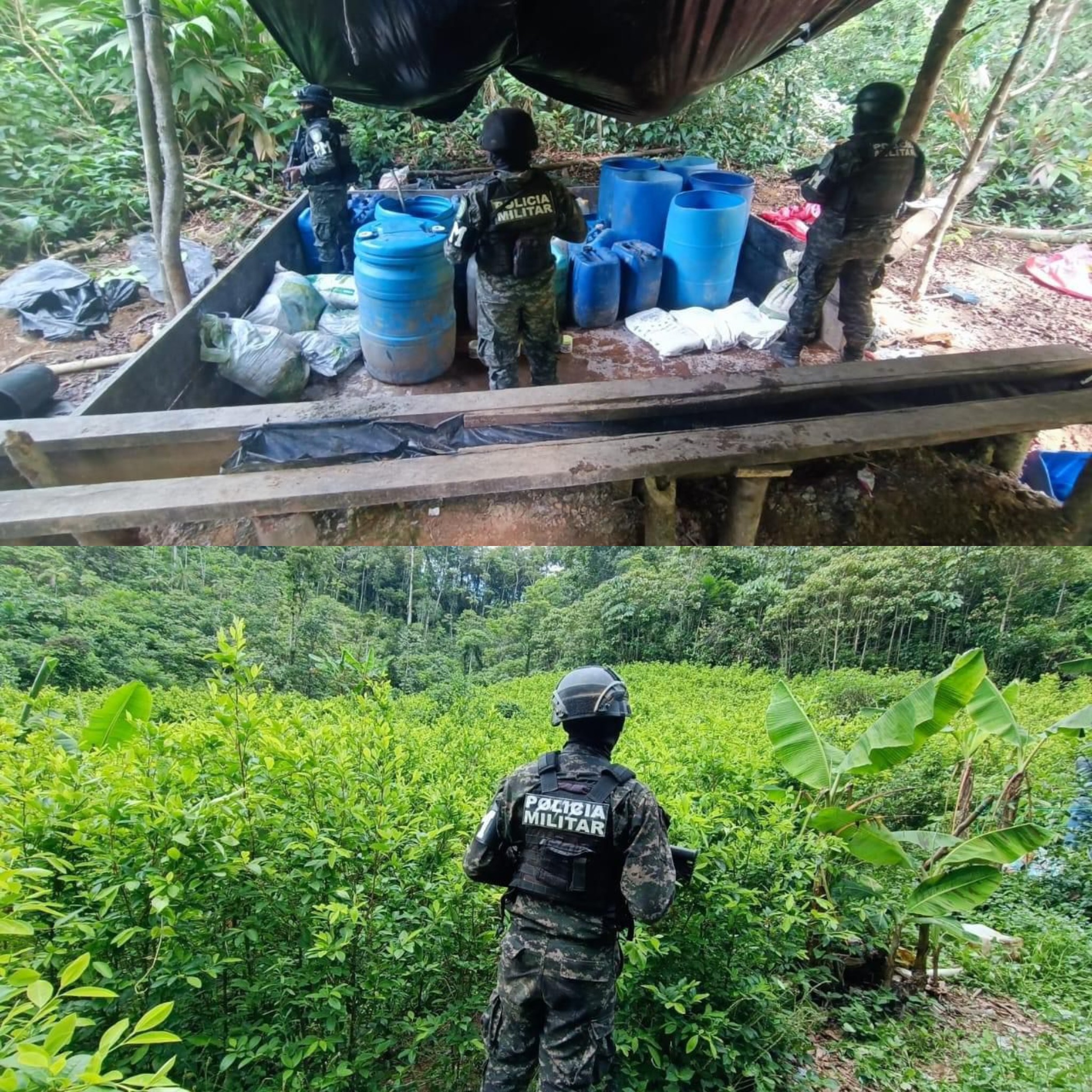 PMOP encuentra 180.000 arbustos de coca y laboratorio para procesar la droga