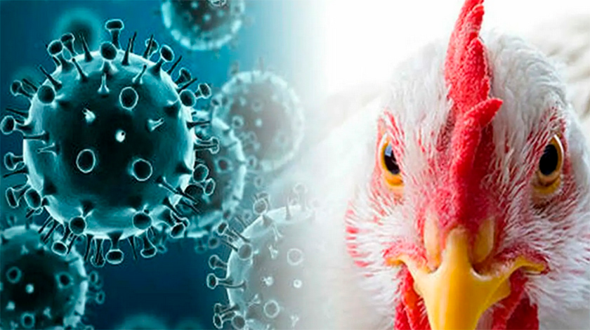 Una pandemia de gripe aviar podría ser 100 veces peor que la de Covid, advierten expertos: potencialmente provocaría la muerte de hasta la mitad de los infectados