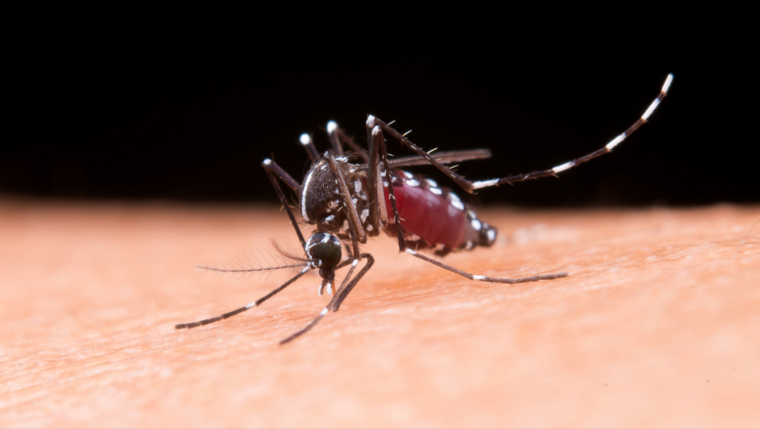 El brote de dengue no se detiene en Brasil: ya superó los tres millones de casos este año