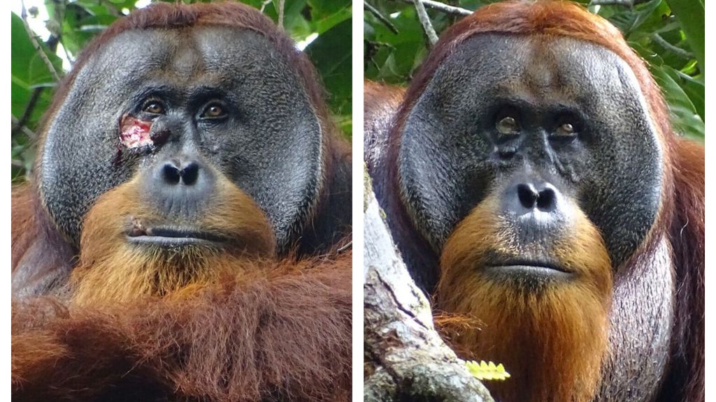 Un orangután usó planta medicinal para tratar una herida, dicen científicos