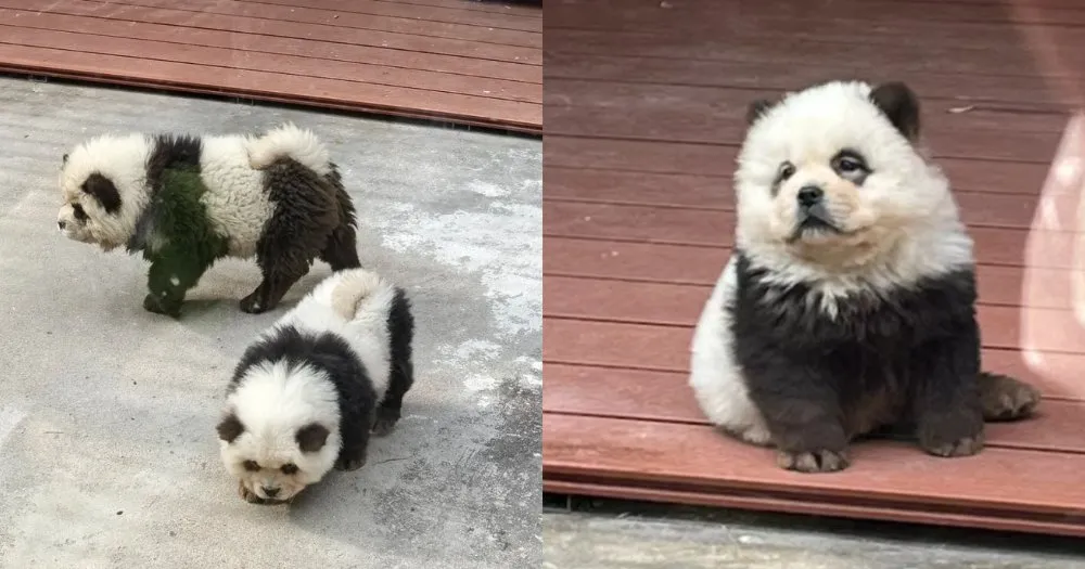 Zoológico chino causa indignación entre los visitantes al descubrir que la exhibición de ‘pandas’ en realidad eran perros teñidos de blanco y negro