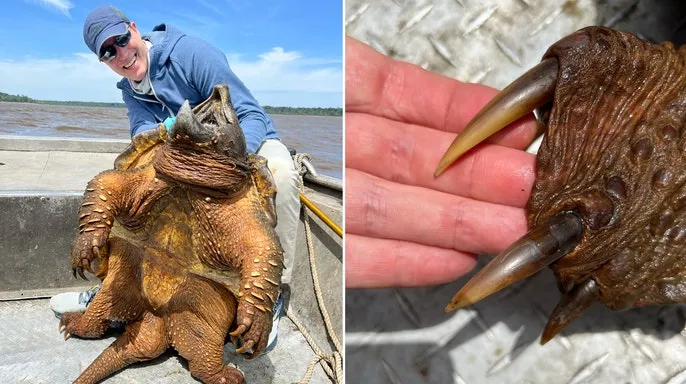 Un pescador capturó una tortuga caimán mordedora prehistórica de más de 90 kilos