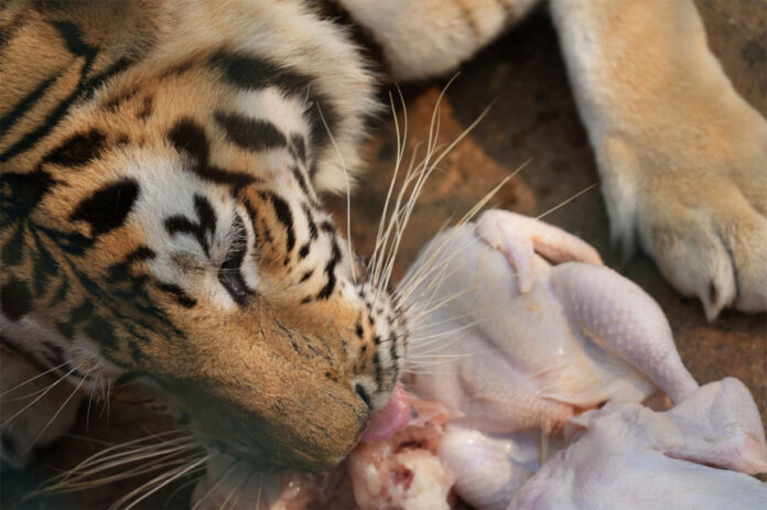 Decena de animales del zoológico Joya Grande se les practicará eutanasia por “principios éticos”
