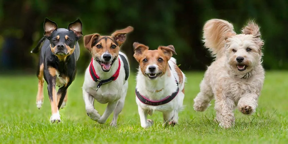 Un nuevo estudio confirma que la mayoría de los perros odia una de las muestras más usuales de afecto humano