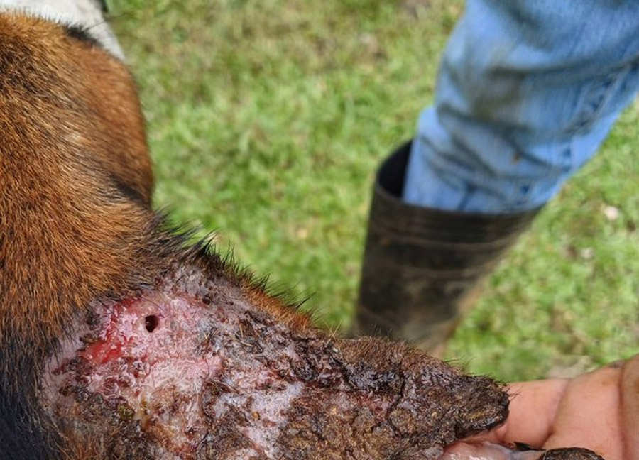 ¡Atención! Emergencia por gusano barrenador es ampliada por seis meses