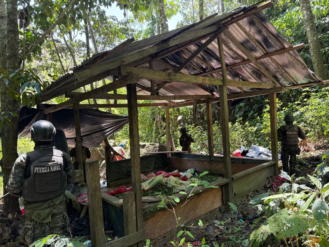 FFAA asegura dos plantaciones con 62,500 arbustos de hoja de coca en Colón