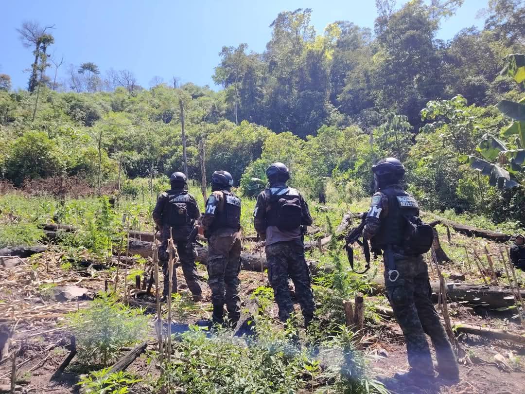 FFAA asegura plantación con arbustos de hoja de coca y de marihuana en Colón