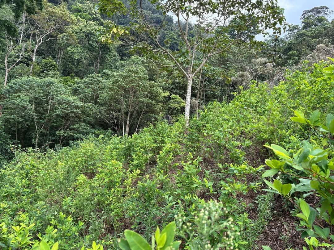 FFAA y DLCN aseguran plantación con 9 mil arbustos de hoja de coca en Colón