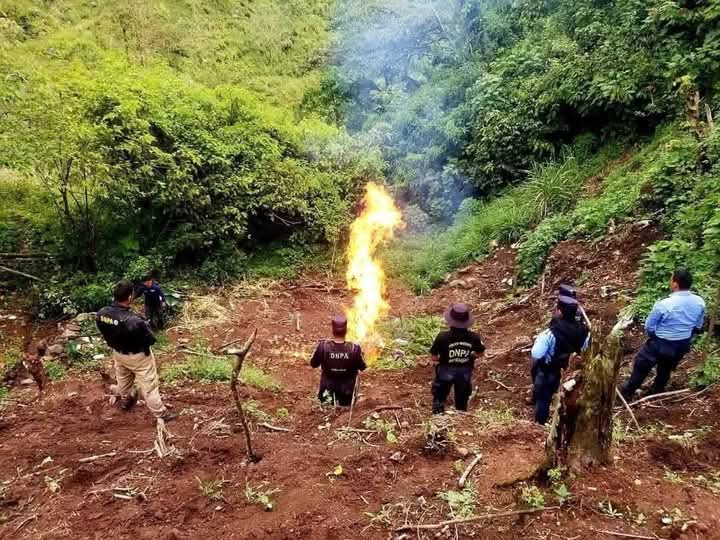 Policía Antidrogas erradica 4 mil plantas de marihuana en Comayagua