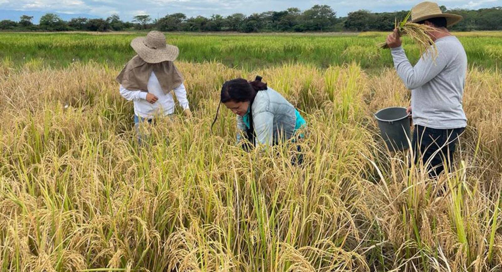 Productores piden a ministra de la SAG que convoque a mesas de granos básicos