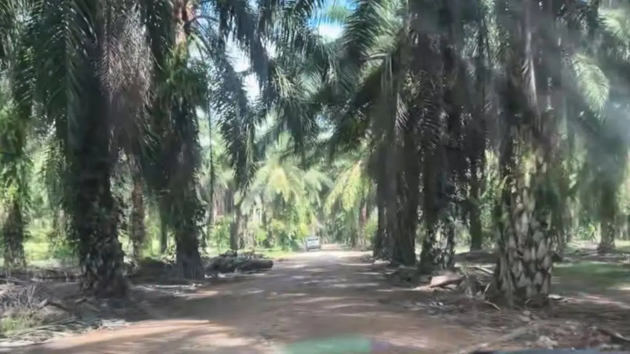 Una familia completa habría sido secuestrada en finca de palma africana en Colón