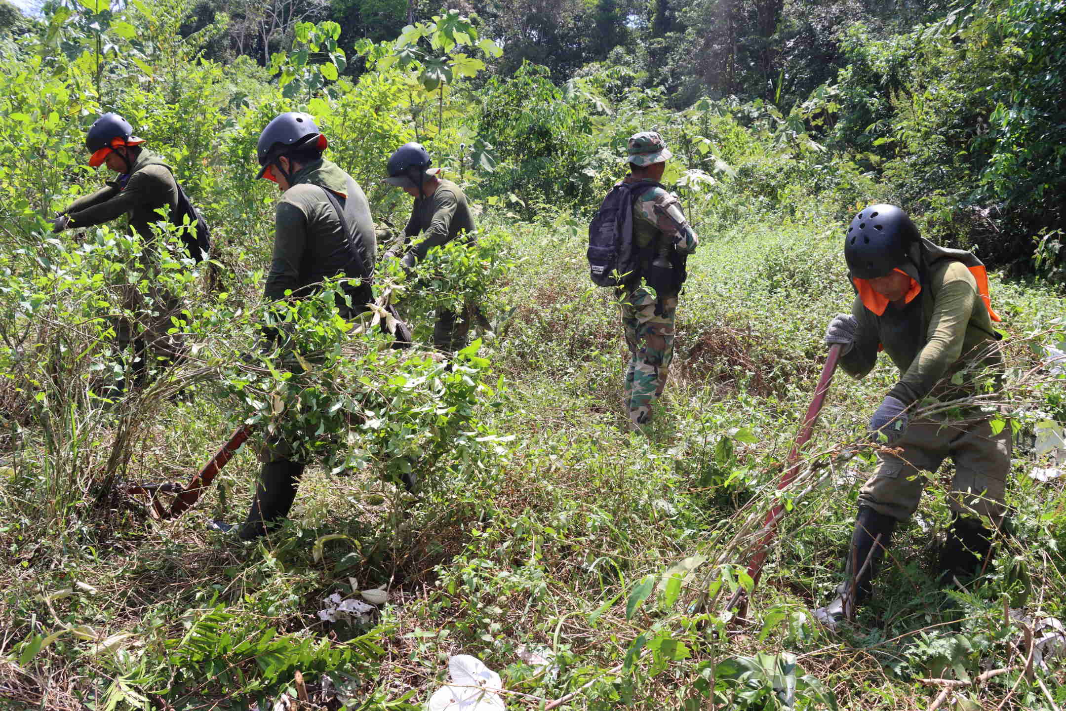 Honduras registra récord de municipios con cultivos de coca
