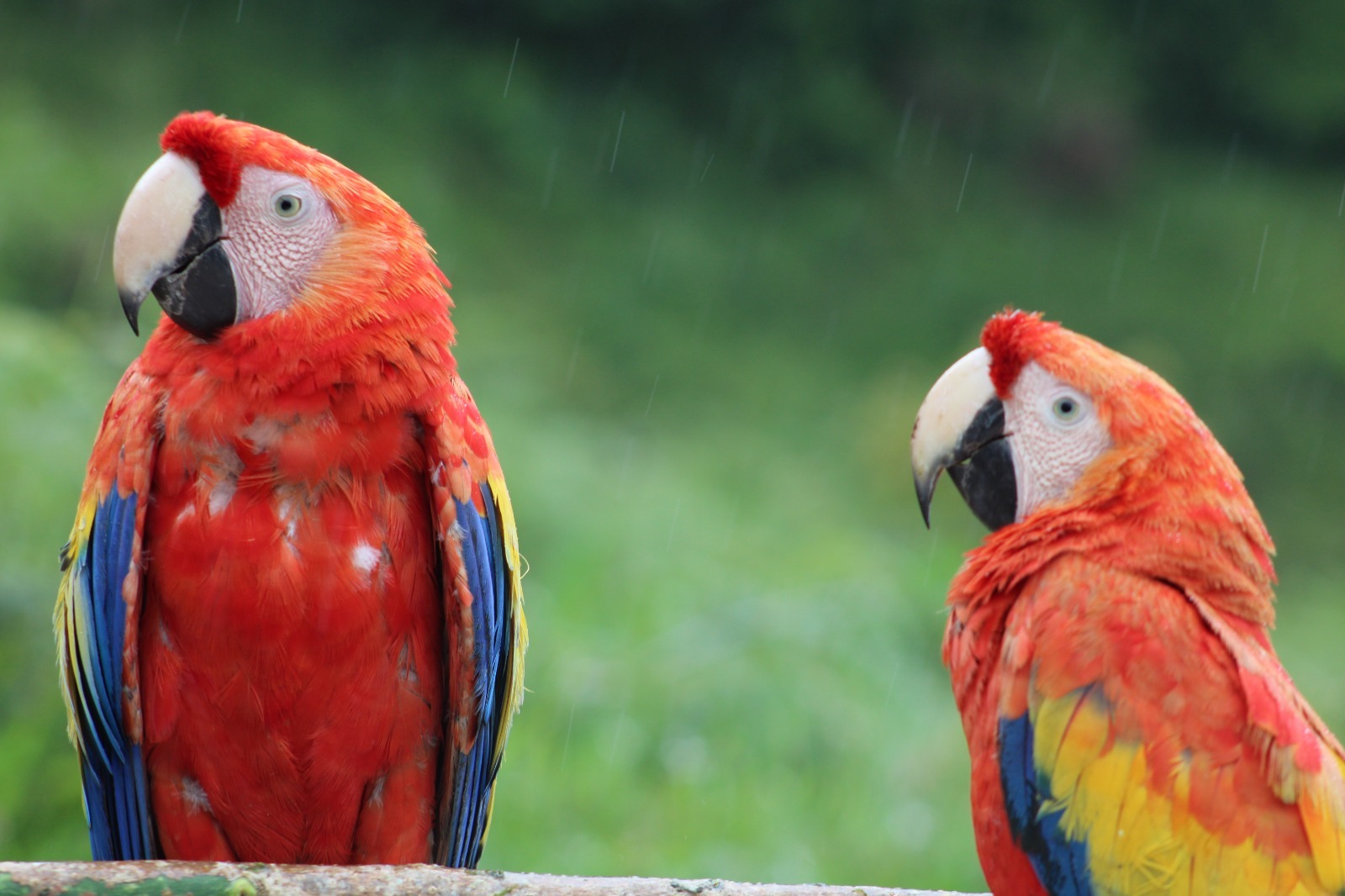 ICF fomenta conservación de la Guara Roja con participación en proyectos para su reproducción, liberación y reinserción en los boques tropicales del país