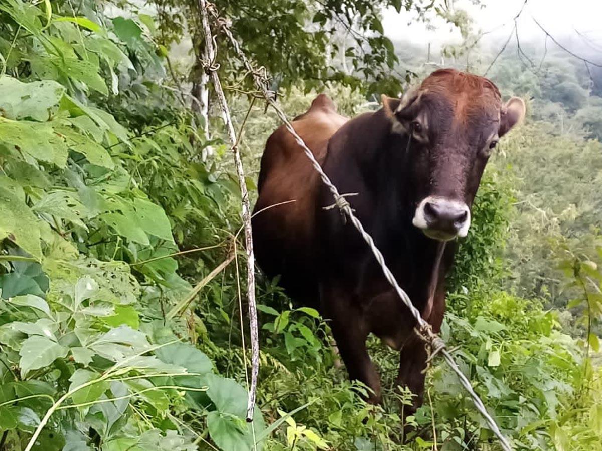 ¿El chupacabras? Extraño depredador alarma a ganaderos en Copán tras matar terneros y extraerles el corazón