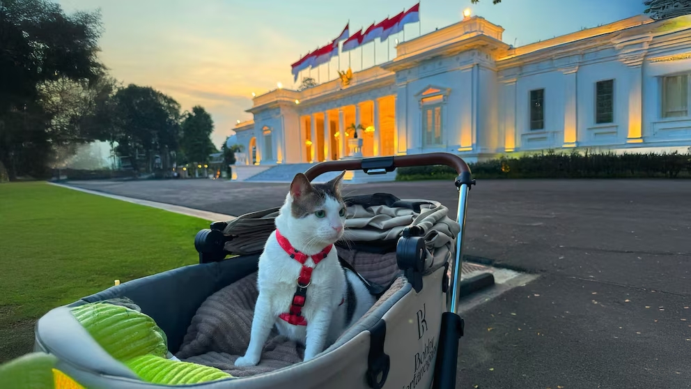 ¡Insólito! Conozca a Bobby Kertanegara, el gato presidencial de Indonesia que tiene su propia escolta de seguridad