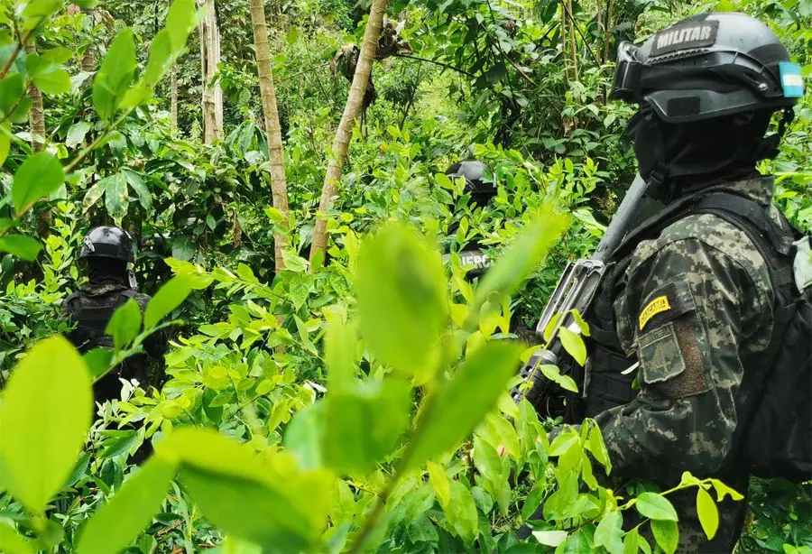 FFAA aseguran 34 mil 500 arbustos de supuesta cocaína en Yoro