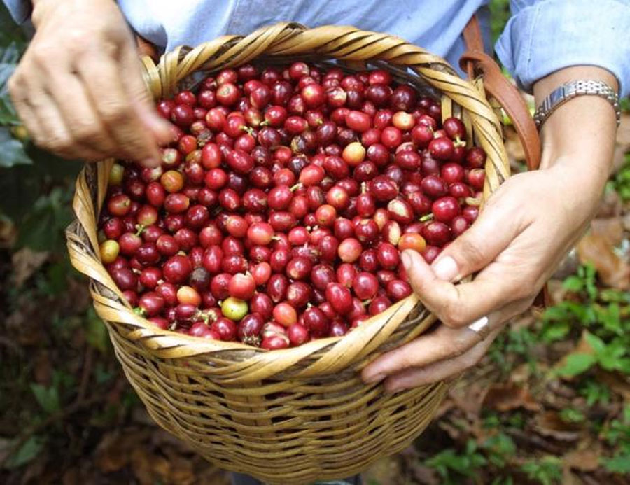 Las exportaciones de café hondureño crecen un 3 % en la cosecha 2024-2025