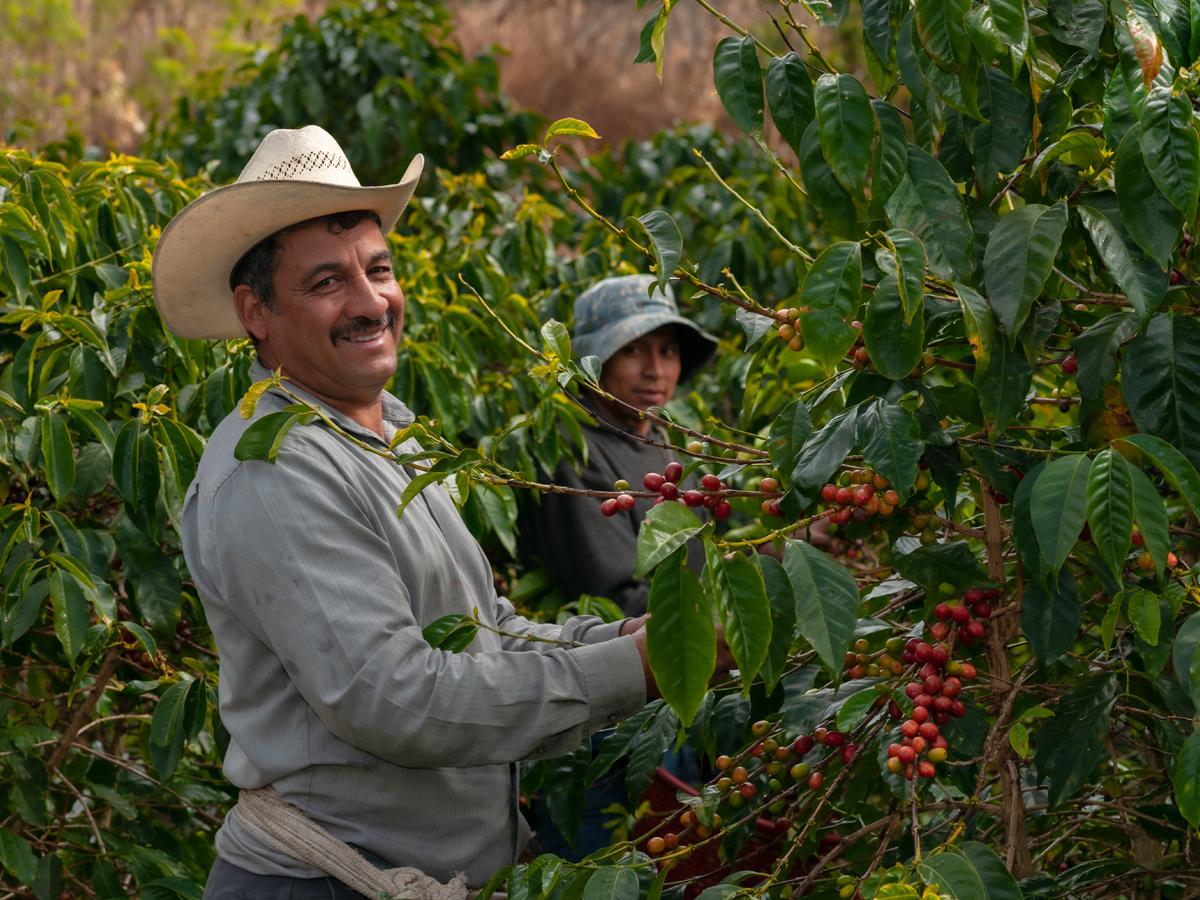 Café hondureño mantiene ventaja competitiva en Estados Unidos gracias al arancel del 10%