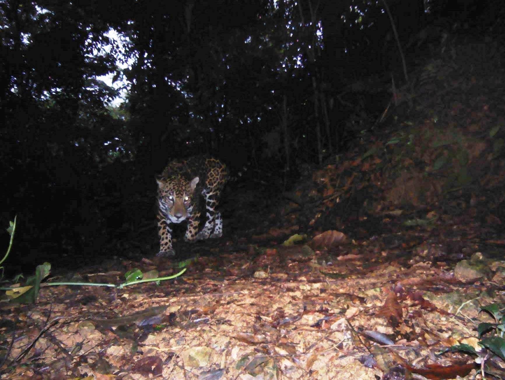 Cámaras confirman presencia de jaguares y diversa fauna en el Parque Nacional Pico Bonito