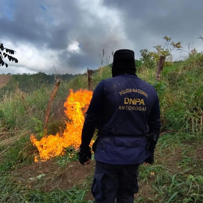 Destruyen más de 245 mil plantas de coca en Colón