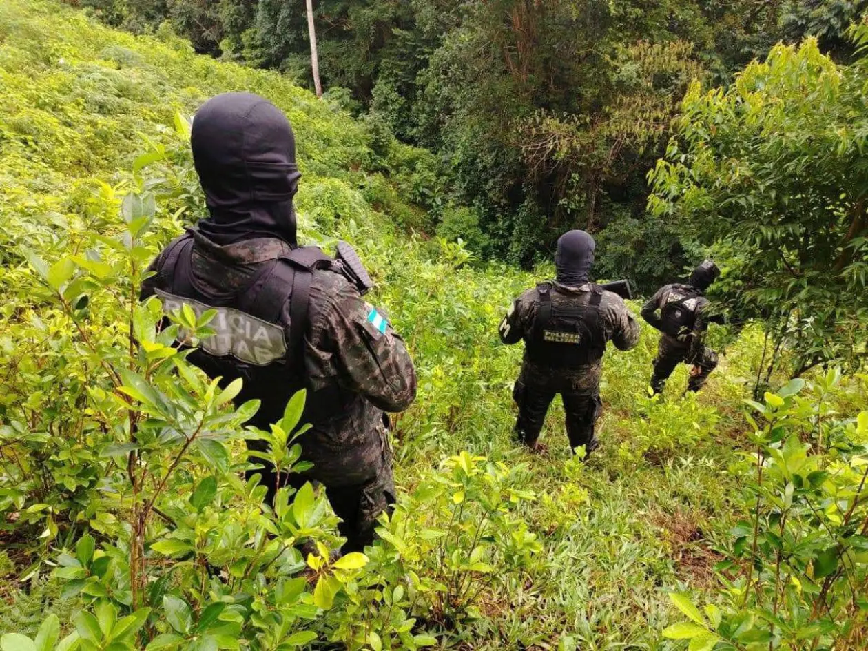 Localizan amplio cultivo de coca y laboratorio clandestino en zona rural de Colón
