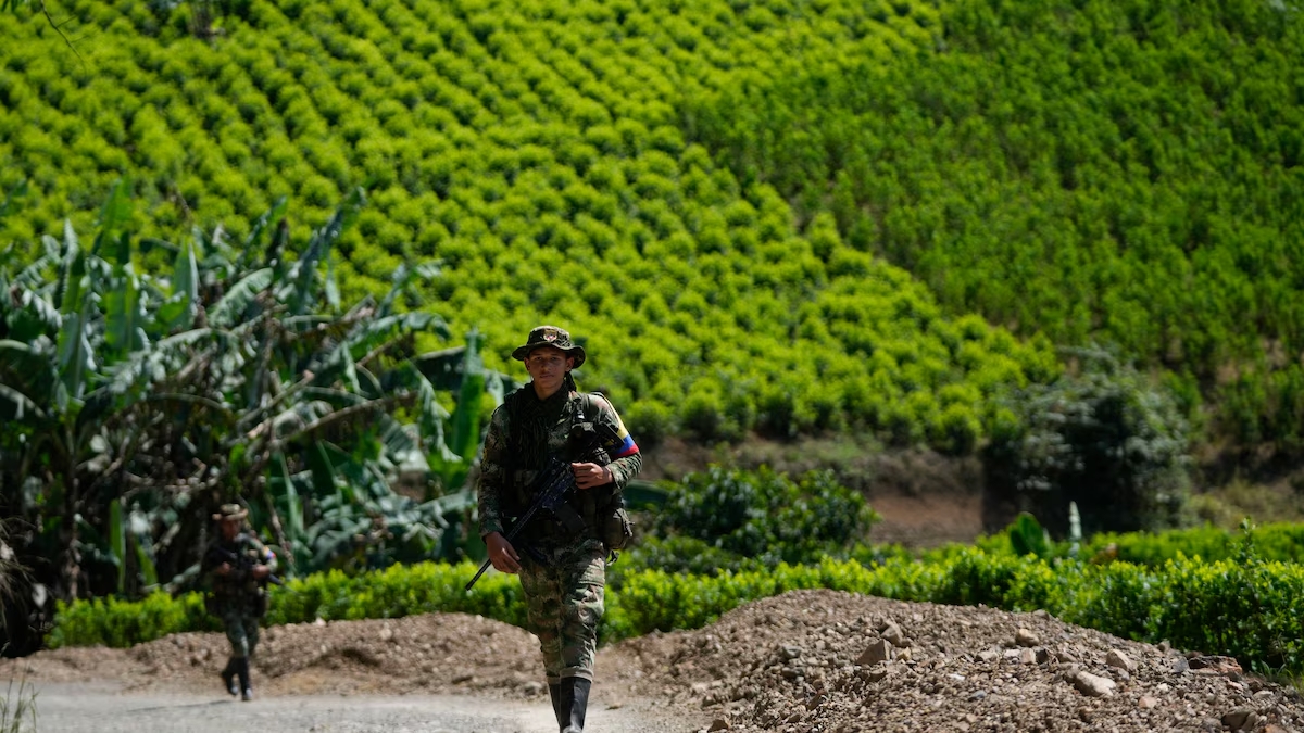 ONU advierte aumento de cultivos de coca en Centroamérica y señala a Honduras como país clave de tránsito