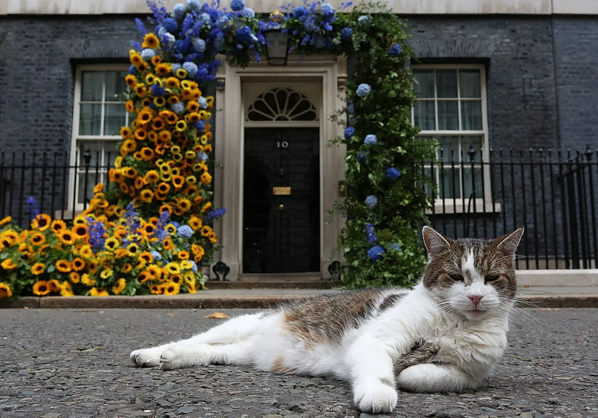 Famoso gato Larry celebra 15 años como el inquilino más veterano de Downing Street