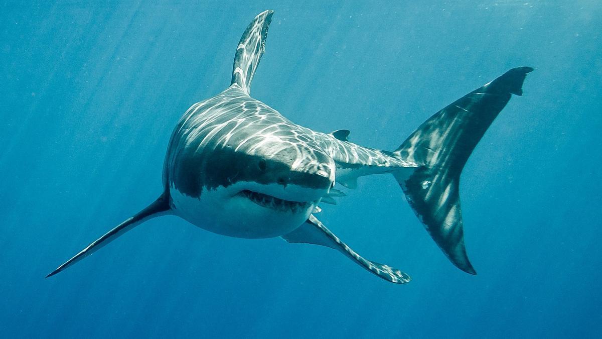 Hallan cocaína en tiburones marinos, alertan científicos