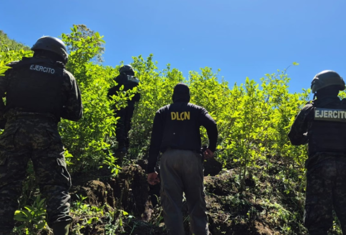FFAA localizan y aseguran más de 22 mil arbustos de supuesta hoja de coca en Colón