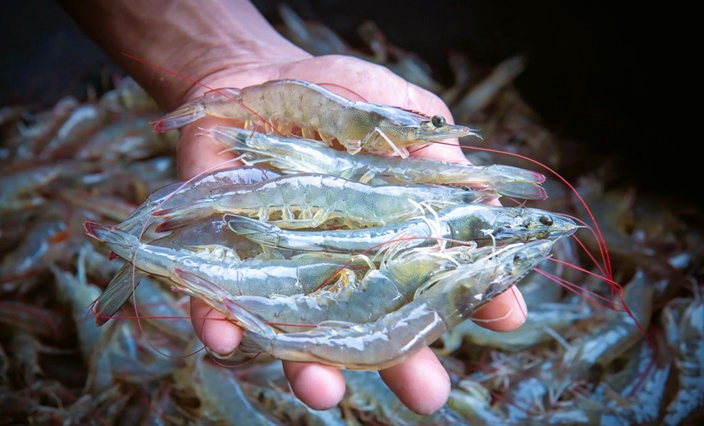 Exportaciones hondureñas a China se disparan 77.6% en el inicio de 2026