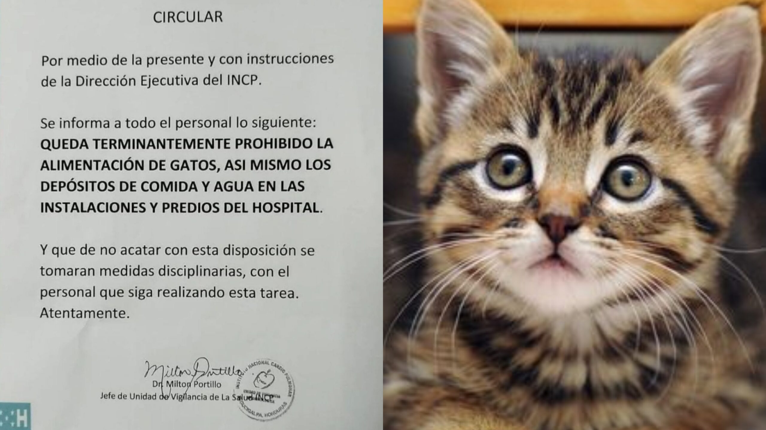 A propósito de la prohibición del hospital del Torax para alimentar gatitos