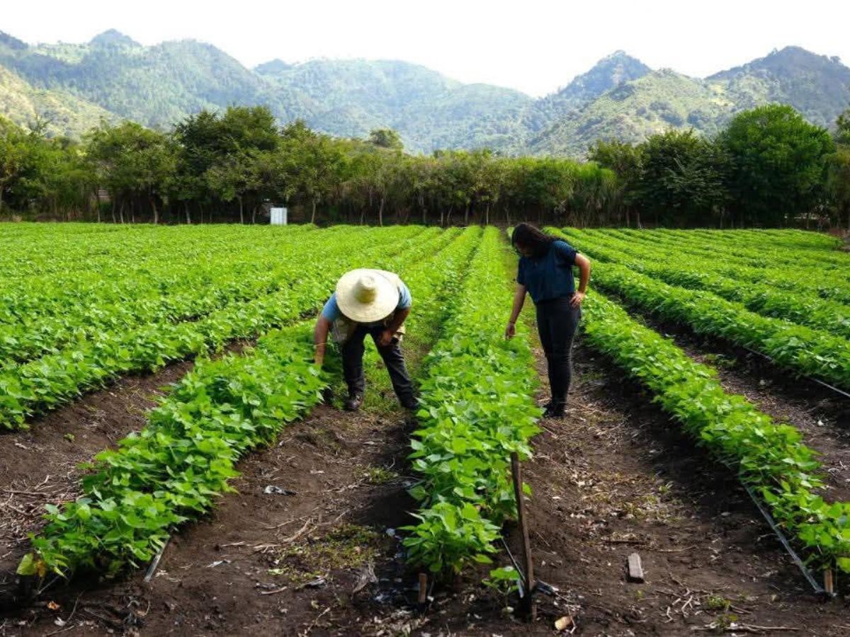 Se dispara en un 8% el precio de fertilizantes y amenaza con encarecer la canasta básica en Honduras