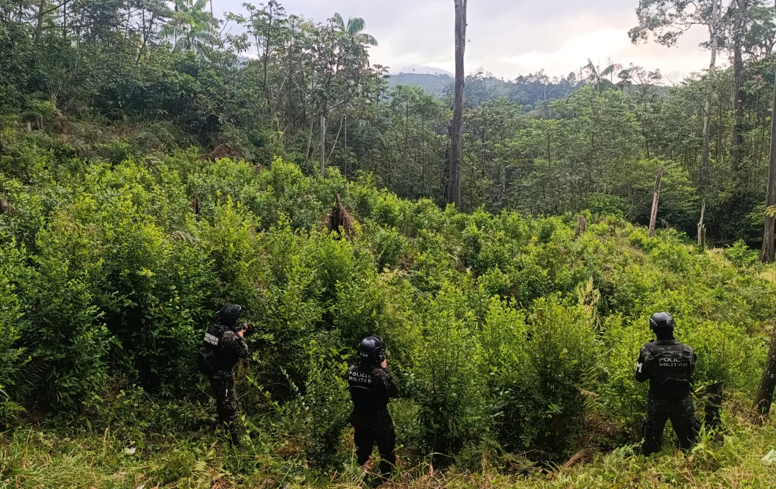 FFAA han asegurado diez plantaciones con más de 180 mil arbustos de hoja de coca en lo que va de 2026