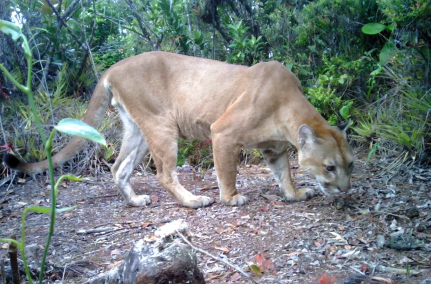 Reaparece un “jaguar de las nubes” en Sierra del Merendón tras una década y genera esperanza ambiental en Honduras