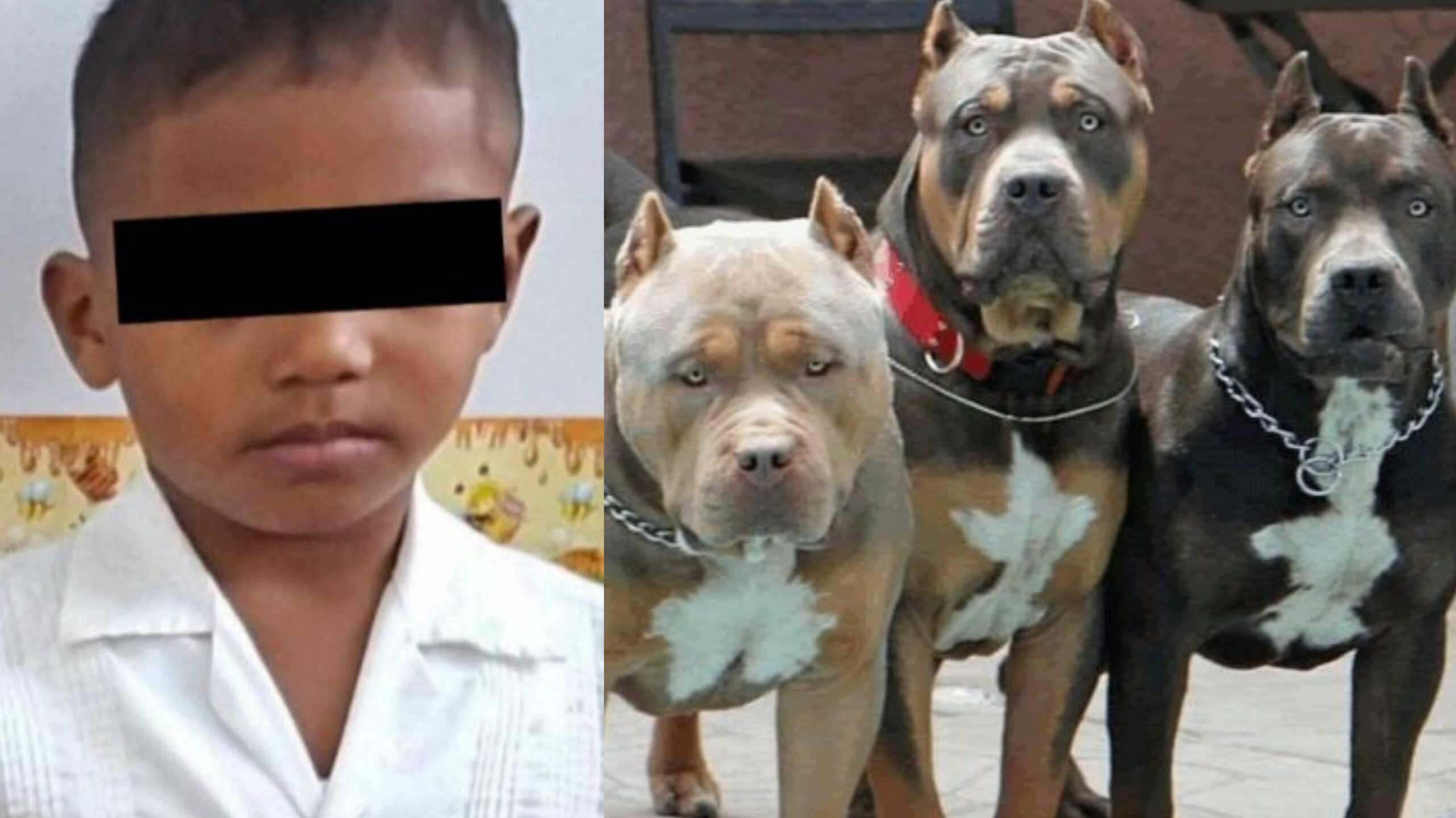Comunidad de Colón de luto por muerte de niño atacado por pitbulls